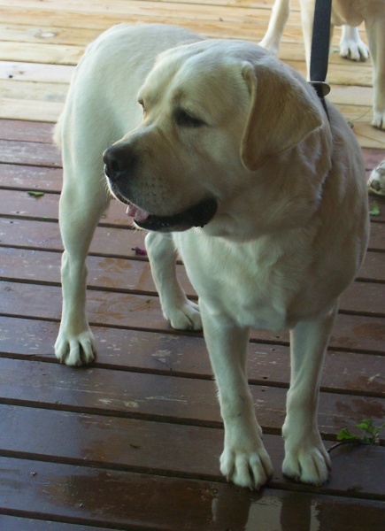 Yellow Labrador Retriever Male - Jagger