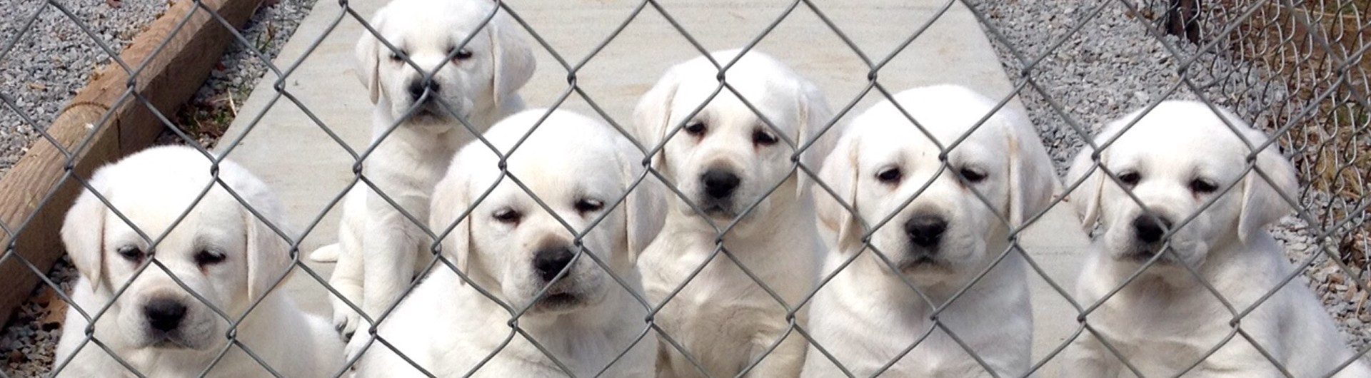 White Labrador Retriever puppies